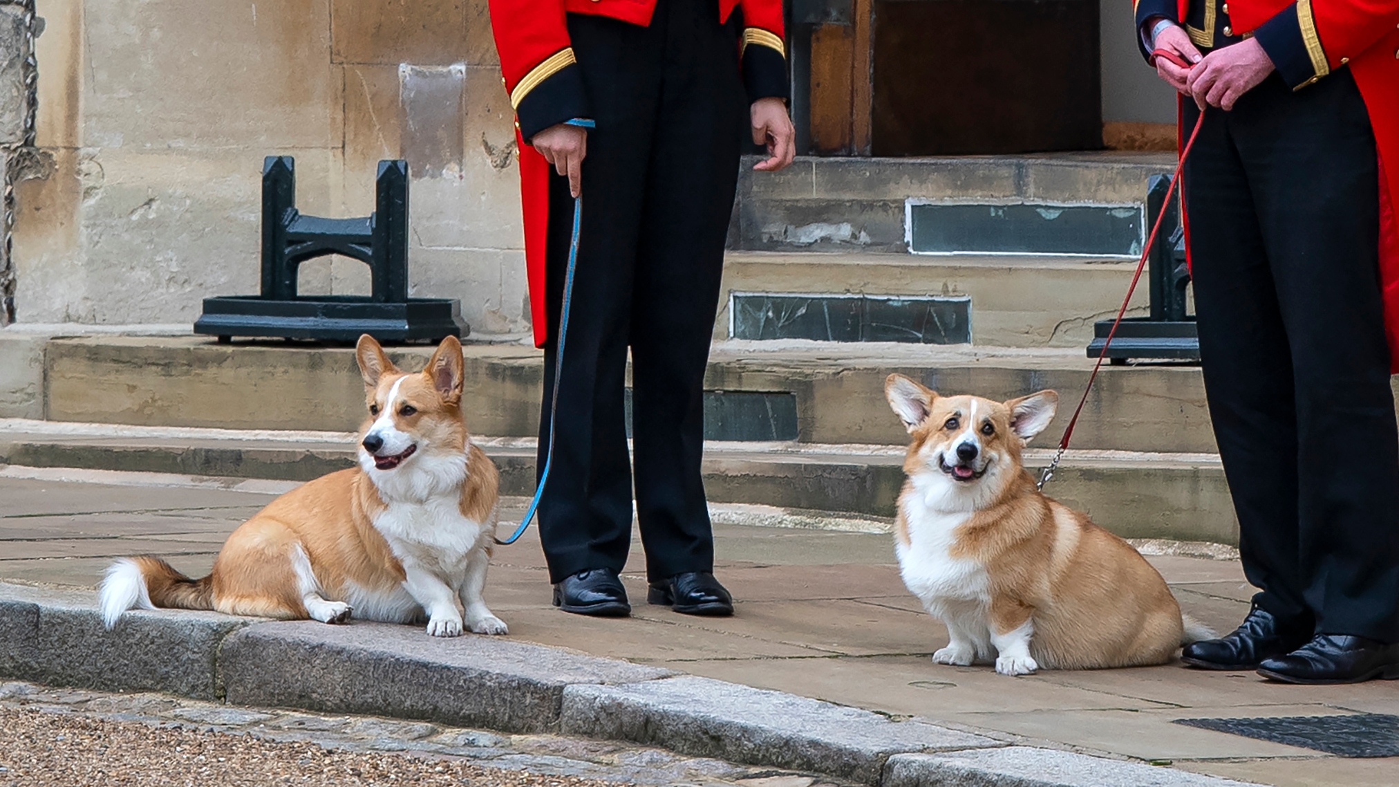 Members of the Royal Household stand with the Queen's royal Corgis, Muick and Sandy as they await the wait for the funeral cortege on September 19, 2022