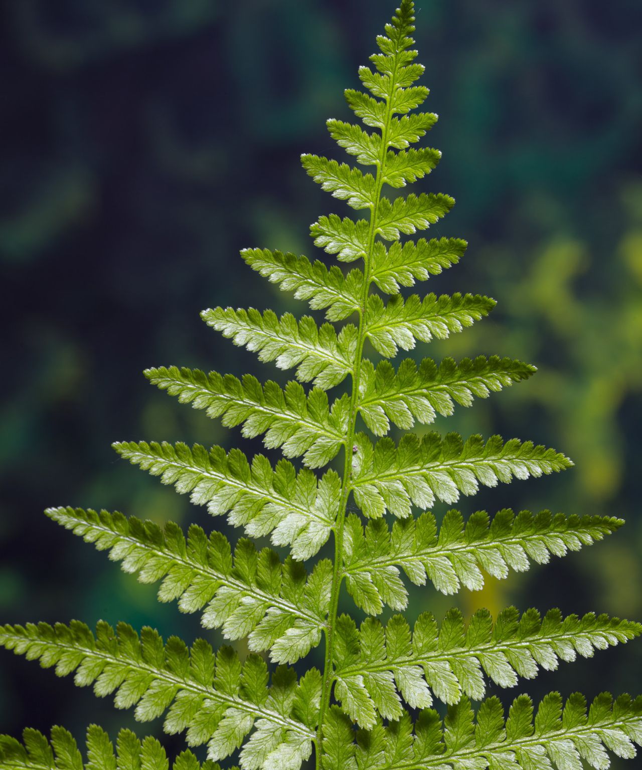 A close-up image of a single green bi-pinnate lance-shaped frond of a Lady fern