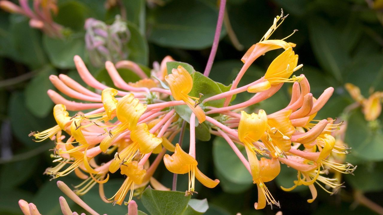 Honeysuckle &#039;mandarin&#039;