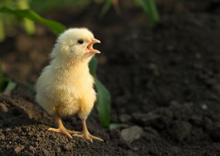 little angry chicken standing on earth and shouting