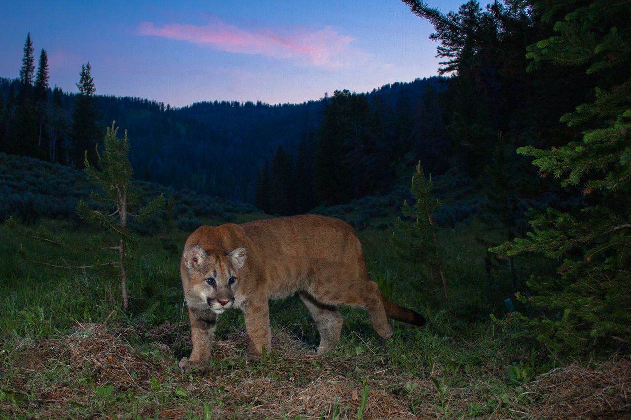 A cougar during the crepuscular hours.