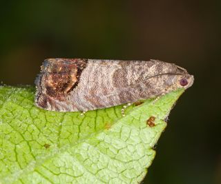 Codling moth up-close on a leaf