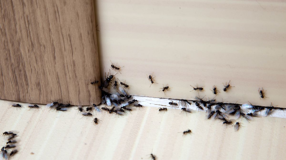 Ants in the home collecting underneath a door