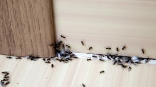Ants in the home collecting underneath a door