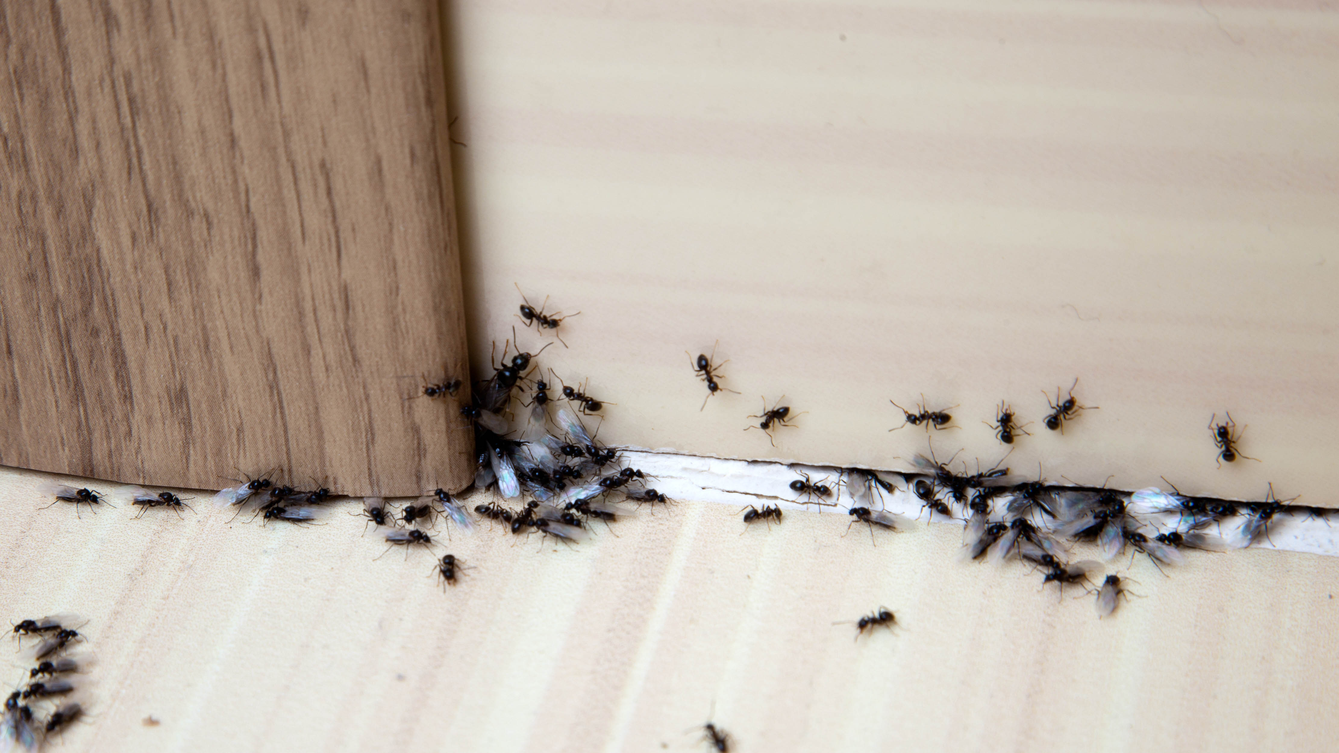 Ants in the home collecting underneath a door