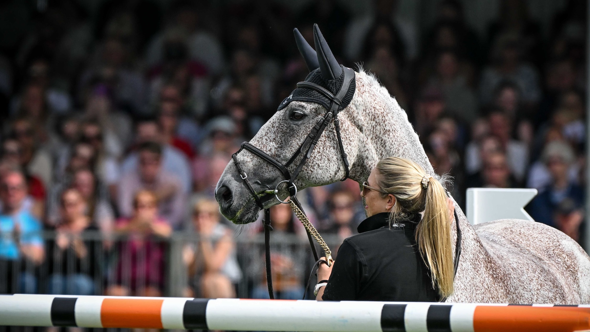 Ballagmor Class stands in the main ring as he retires at Burghley