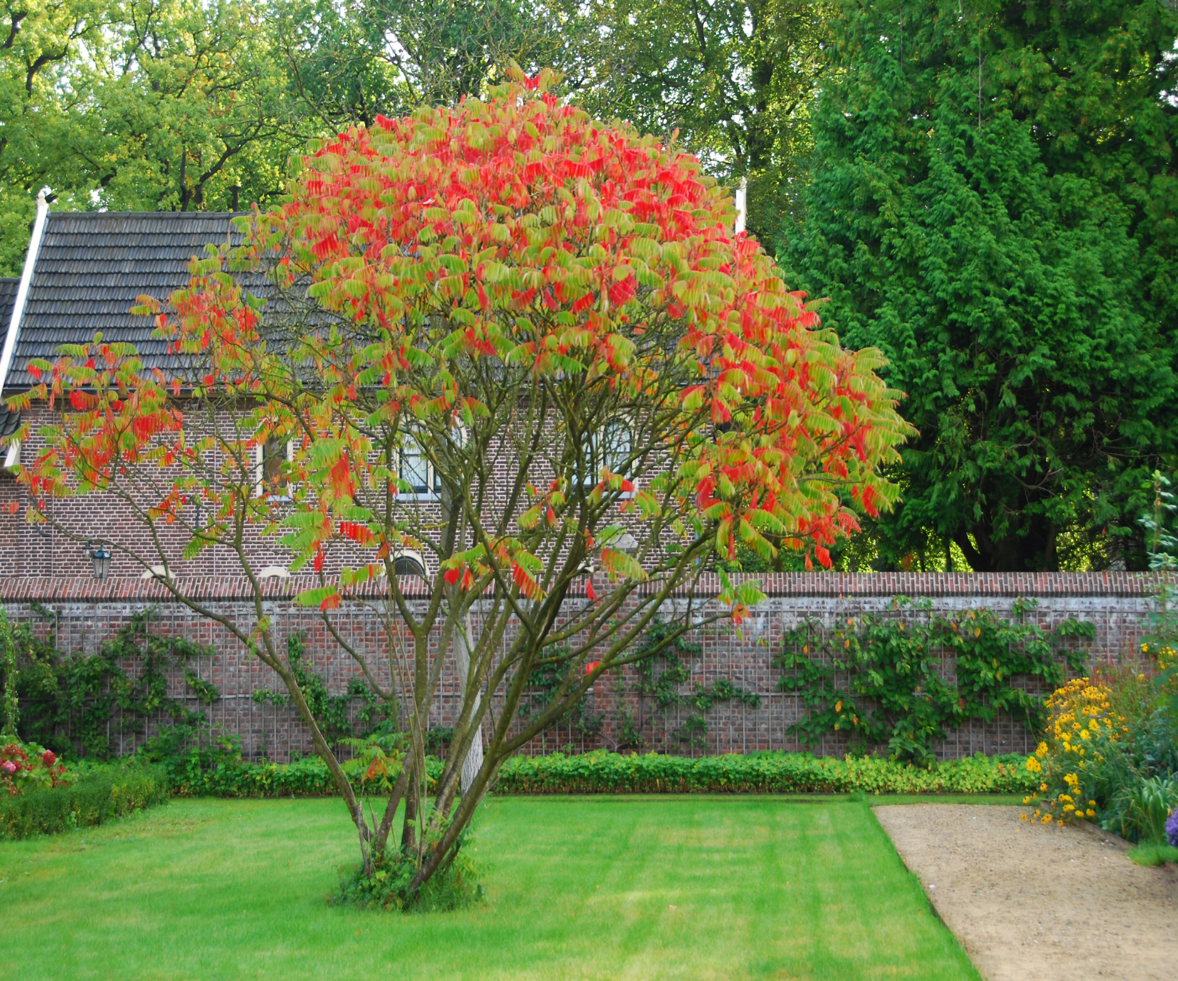 Staghorn Sumac tree