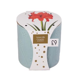 Picture of Sainsbury's amaryllis in ceramic pot