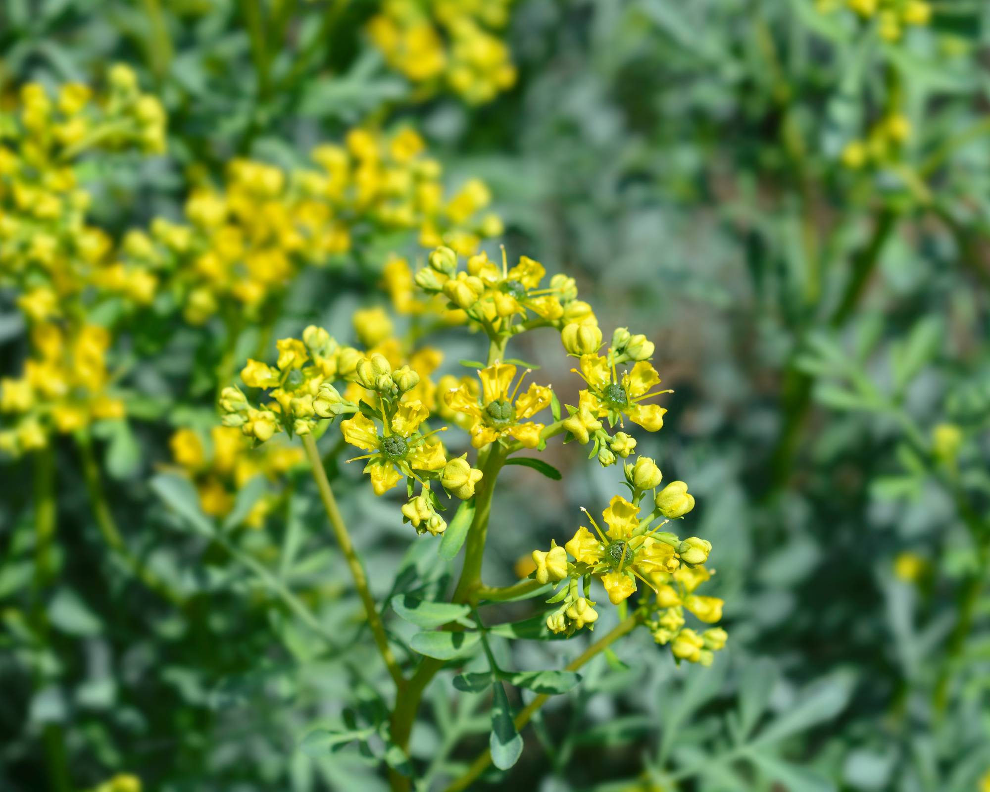 Yellow blossoms on common rue plant