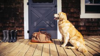 Golden retriever sat on porch