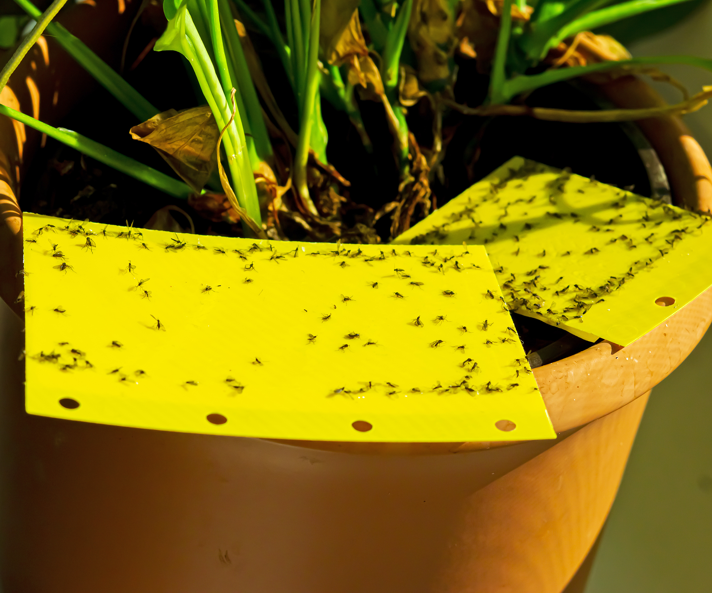 Fungus gnats stuck on a yellow sticky trap on a peace lily houseplant.