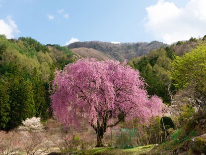 Large Pink Weeping Cherry Tree