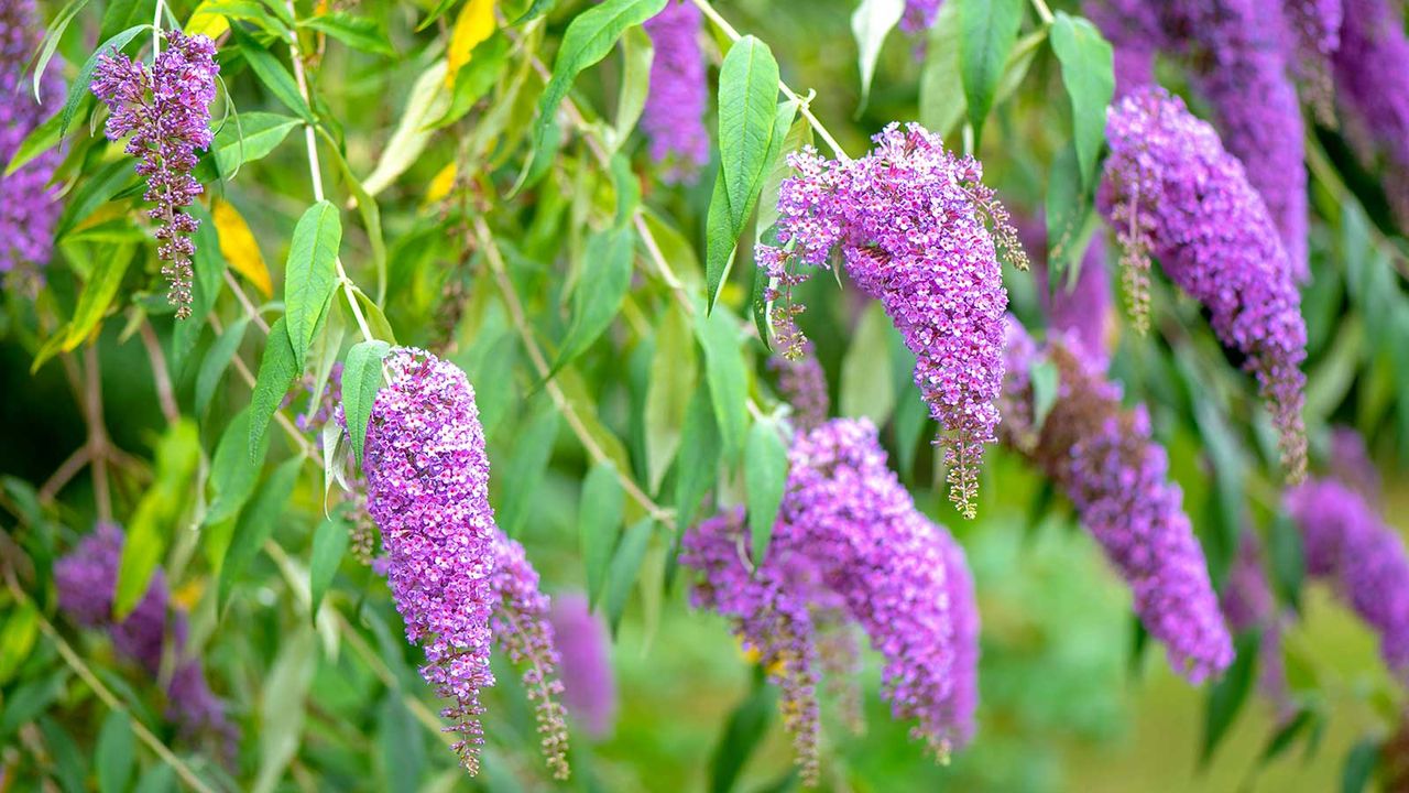 buddleja bush in flower