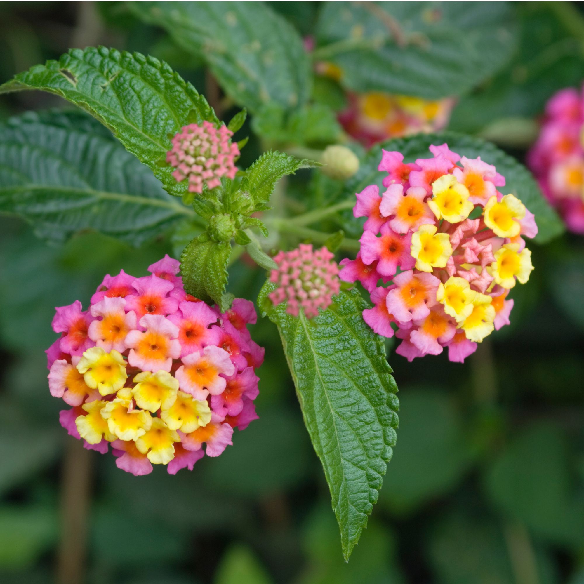 Pink and yellow flowering lantana plant growing in garden