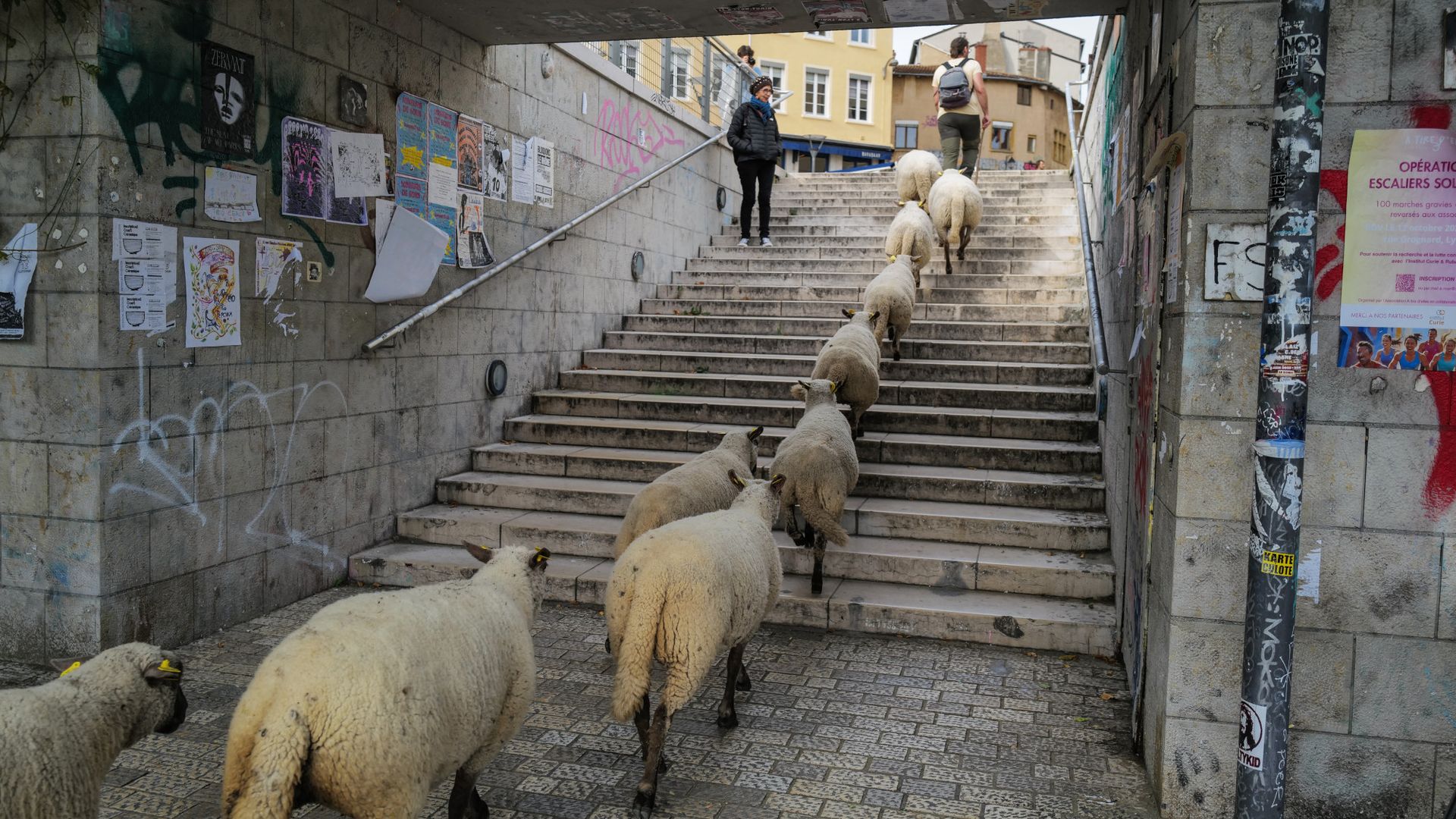 
                                A shepherd leads his sheep through the streets of Lyon, France
                            