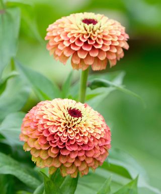 two zinnias 'Queen Lime Orange'