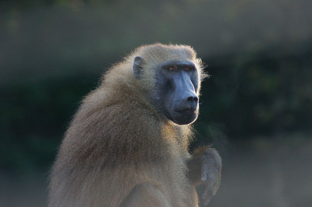 A baboon. 