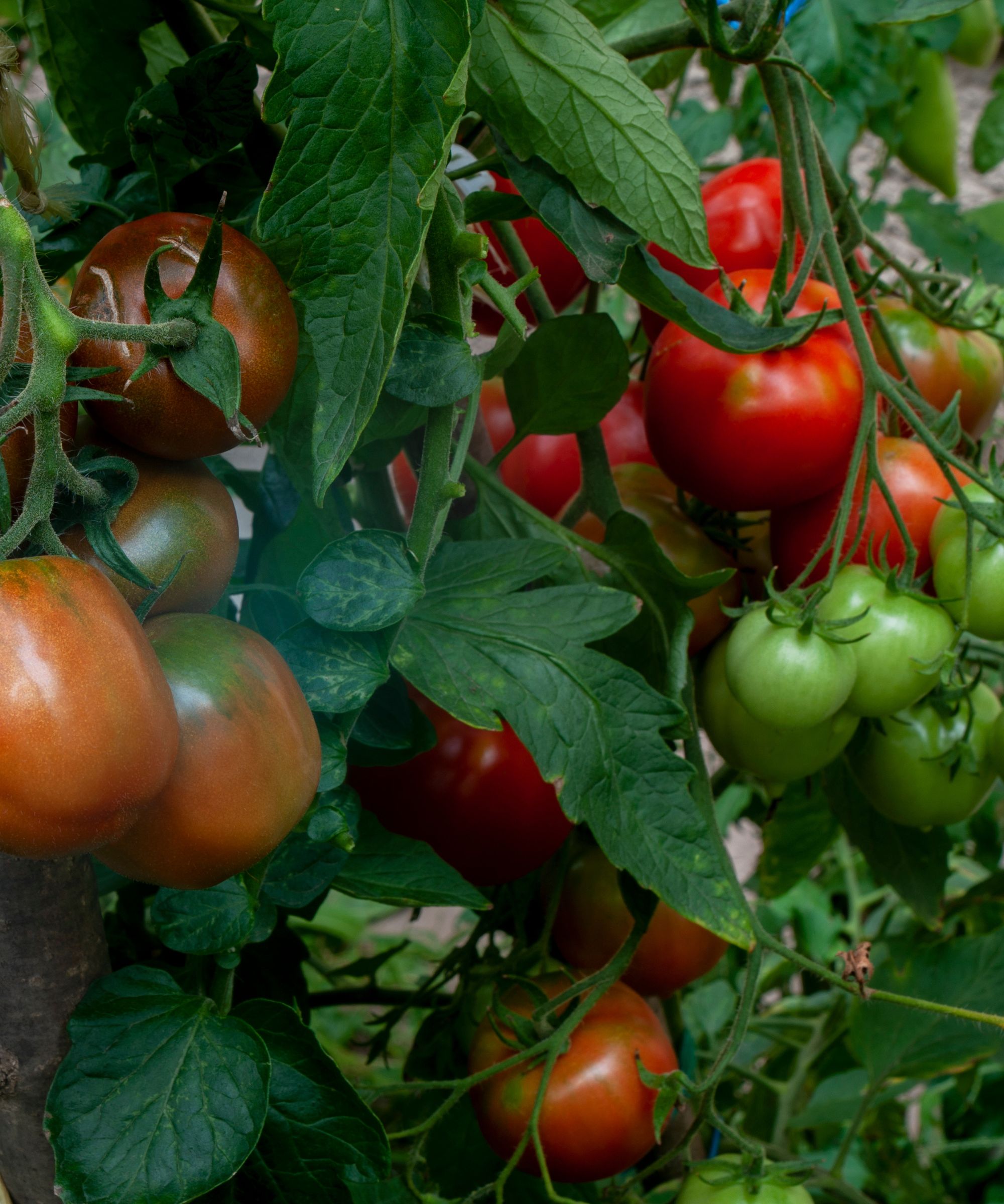 Ripe and unripe tomatoes on the vine