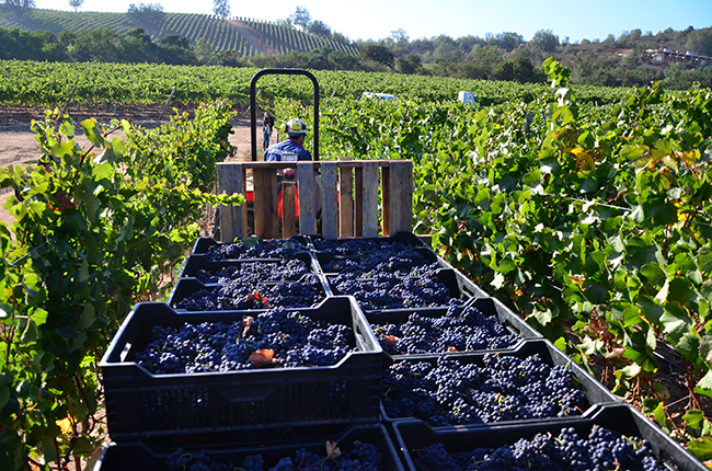 Chile - South America