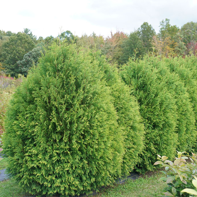 Cheer Drops Arborvitae