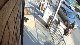 buddy the cat on his porch moments before the attack happened