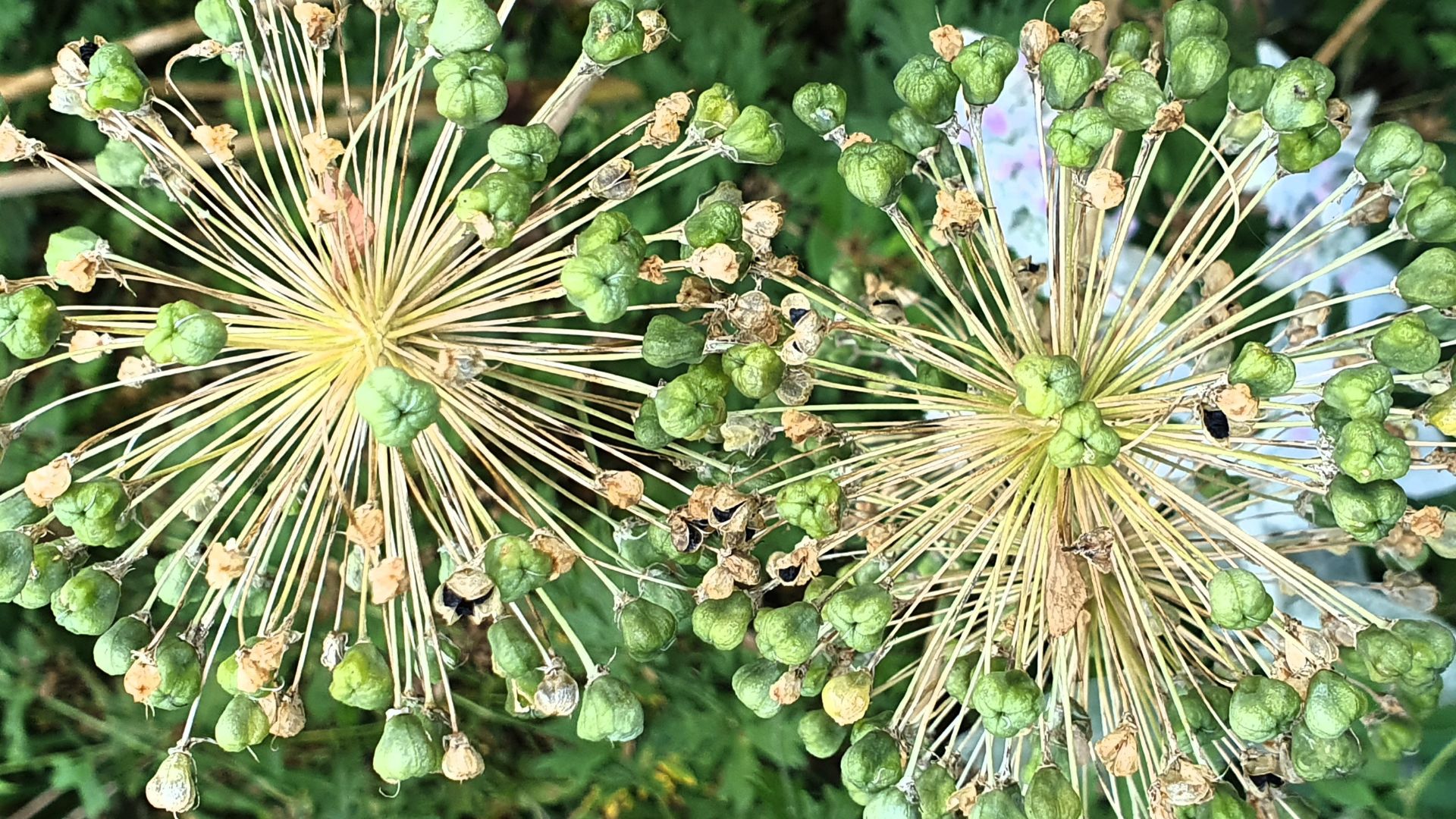 picture of spent alliums with seed capsules