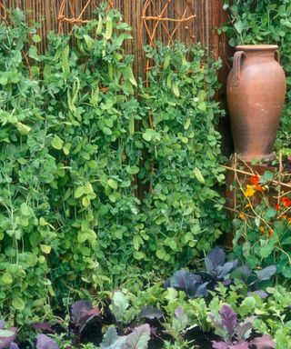 peas growing against a fence and up woven supports in a kitchen garden