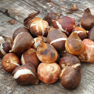 Tulip bulbs, exposed (GettyImages-1341706364)