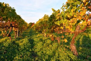 France, Charente, Cognac, Cognac vineyard