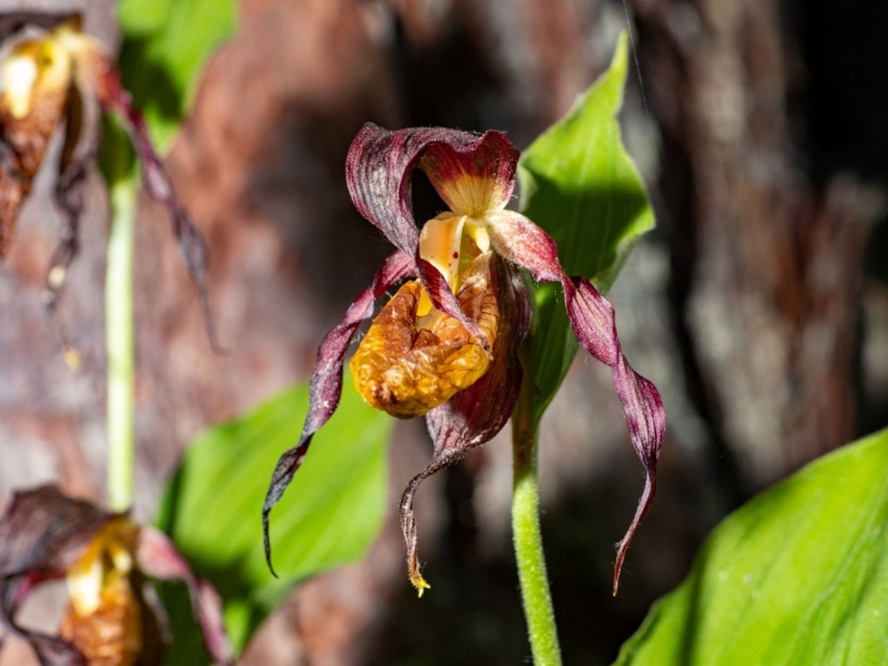 Wilted And Diseased Orchid Plant