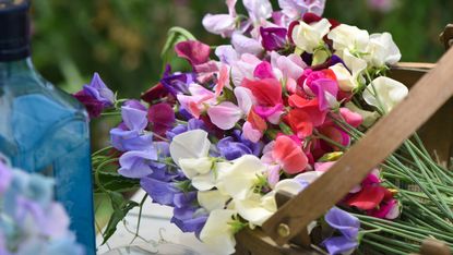 how to grow sweet peas: bundle of flowers in trug
