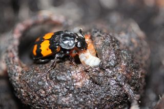 Burying beetle