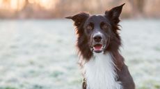 Border collie dog staring at the camera