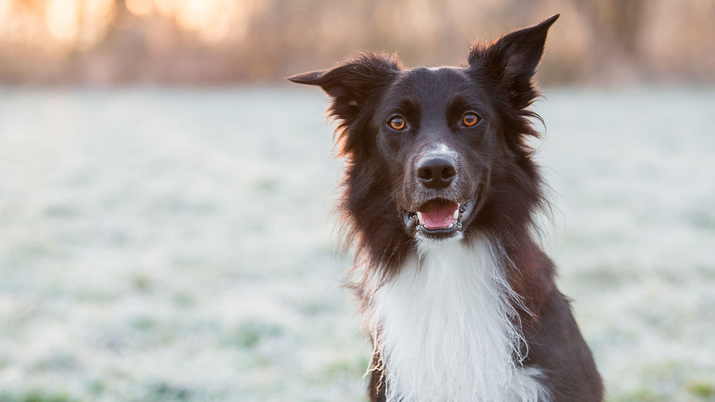 Border collie dog staring at the camera