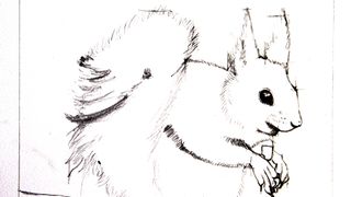 image of a squirrel drawn using proportional dividers