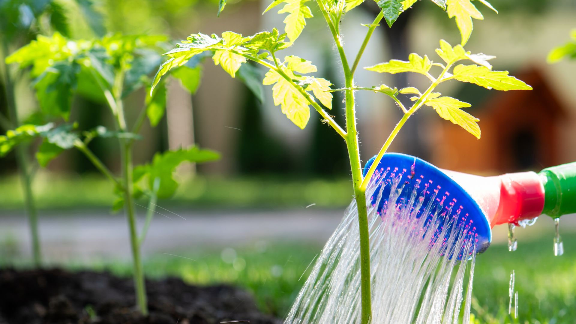 picture of person watering tomato plants with watering can