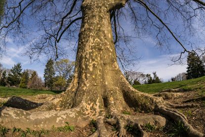 Plane Tree With Large Roots