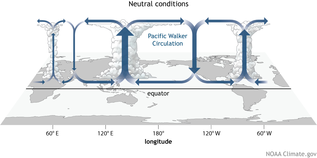 Convection cells associated with El Niño conditions.