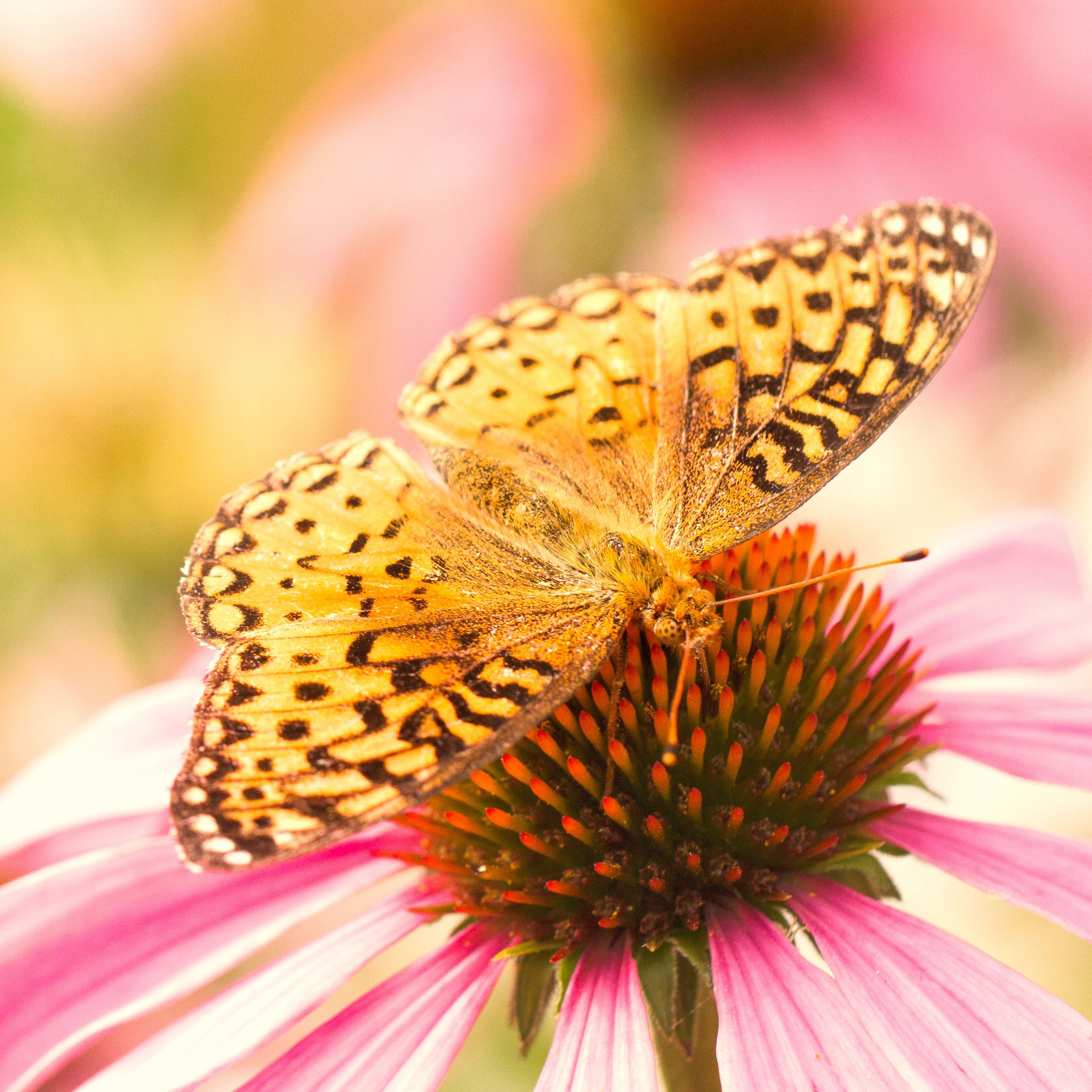 yellow butterfly sitting on wide pink coneflower