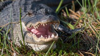 Alligator in grass at Everglades National Park, Florida, USA