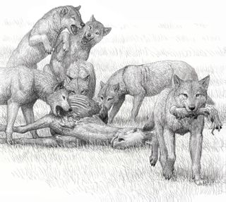 An artist's conception of feeding by a pack of bone-crushing dogs of the species Borophagus secundus, a relative of Borophagus parvus