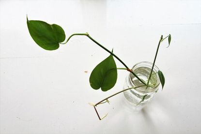 How To Propagate Philodendron Plants