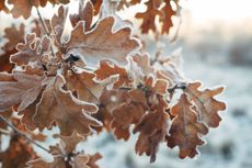 Frosted Brown Tree Leaves