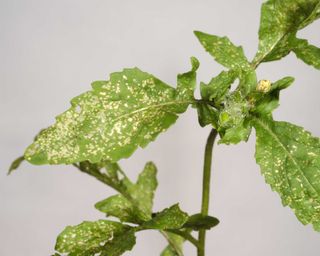 thrips damage to leaf