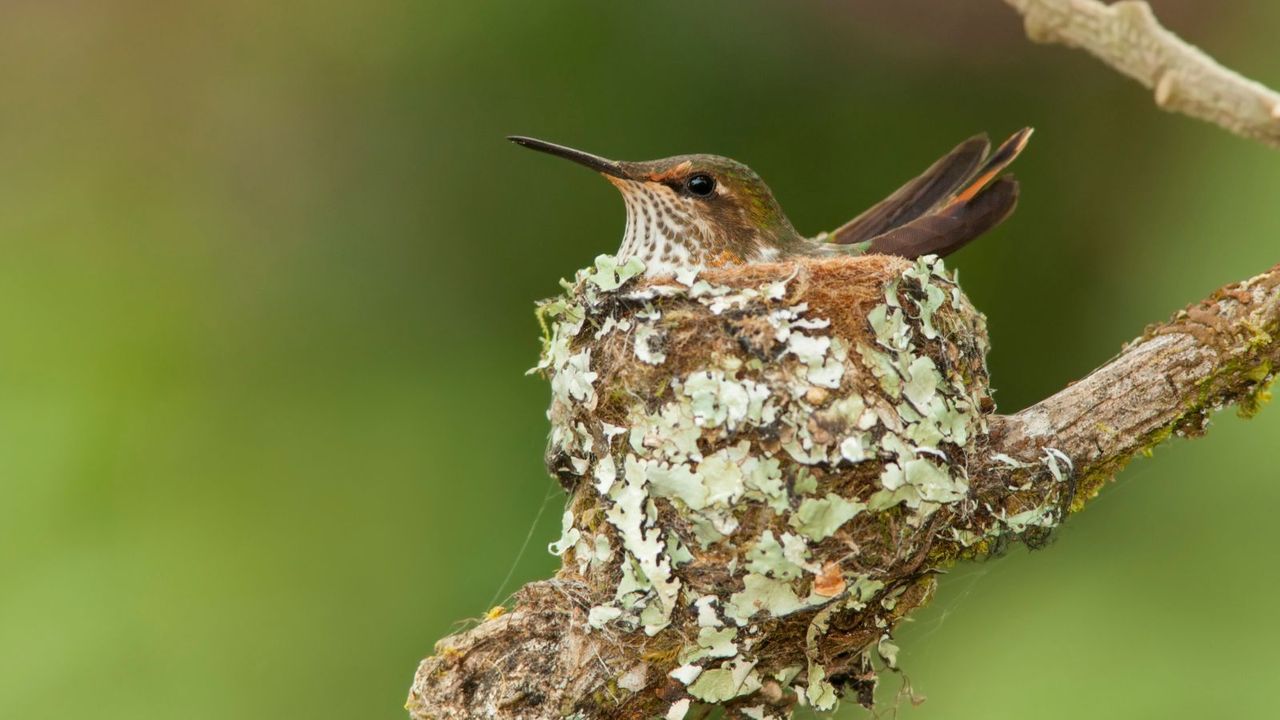 Hummingbird in a nest 