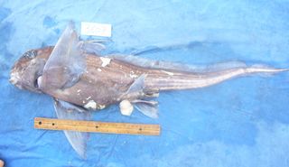 Ghost shark with back spine.