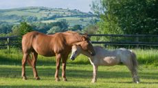 A larger brown horse with a white stripe on its nose is resting it's head on a smaller white horse. They are both snoozing whilst standing in a fenced in grassy field.