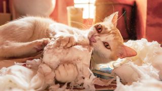 Cat lying down and chewing on a toilet roll with shredded paper all around it