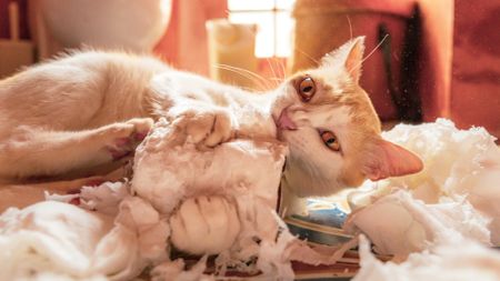 Do cats fart? What you need to know about feline flatulence | PetsRadar