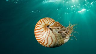 A nautilus swims in the ocean.
